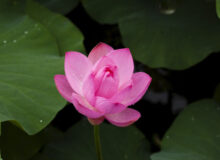 Lotusblüte / Lotusblume / Quelle: Pexels, lizenzfreie Bilder, open library: https://www.pexels.com/de-de/foto/rosa-lotusblume-in-der-blute-nahaufnahme-fotografie-39024/