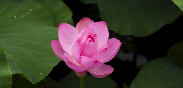 Lotusblüte / Lotusblume / Quelle: Pexels, lizenzfreie Bilder, open library: https://www.pexels.com/de-de/foto/rosa-lotusblume-in-der-blute-nahaufnahme-fotografie-39024/