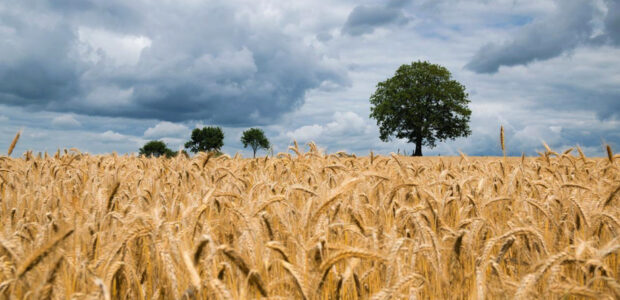 Weizen / Bio-Anbau / Landwirtschaft / Quelle: Pixabay, lizenzffreie Bilder, open library: KaiPilger; https://pixabay.com/de/photos/weizen-feld-weizenfeld-gerade-noch-2549245/
