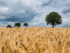 Weizen / Bio-Anbau / Landwirtschaft / Quelle: Pixabay, lizenzffreie Bilder, open library: KaiPilger; https://pixabay.com/de/photos/weizen-feld-weizenfeld-gerade-noch-2549245/